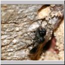 Pemphredon sp Grabwespe 11c 10mm beim Blattlauseintrag.jpg